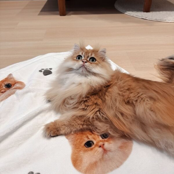 Custom Pet Flannel blanket - Image 4
