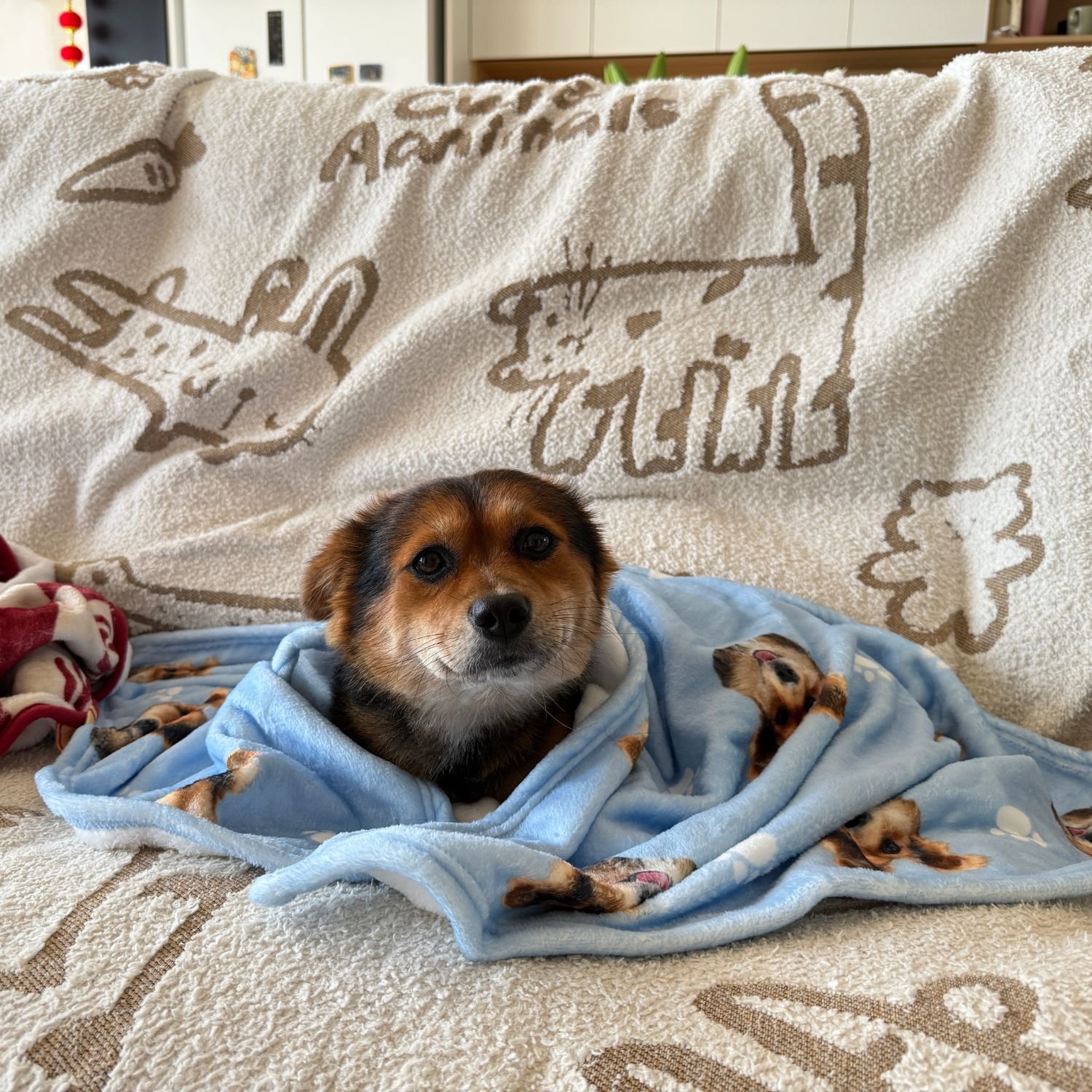 Custom Pet Art Blanket