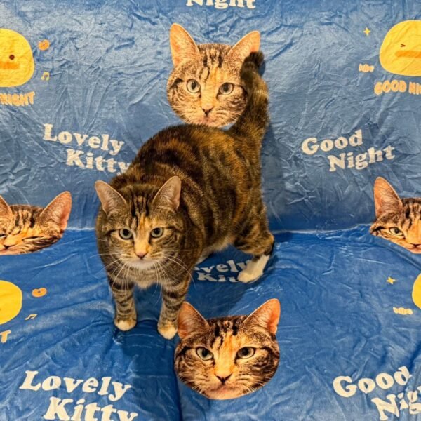 Custom Pet Art Blanket - Image 4